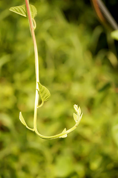 istock green young creeping plant climber under sunlight with beautiful bokeh 599767632