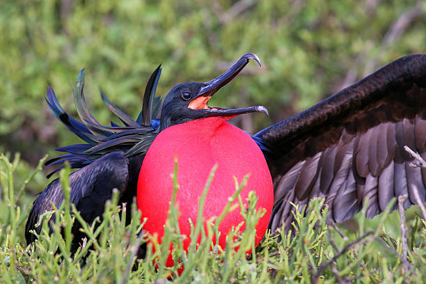 istock Male Great Frigatebird (Fregata minor) displaying 599767704
