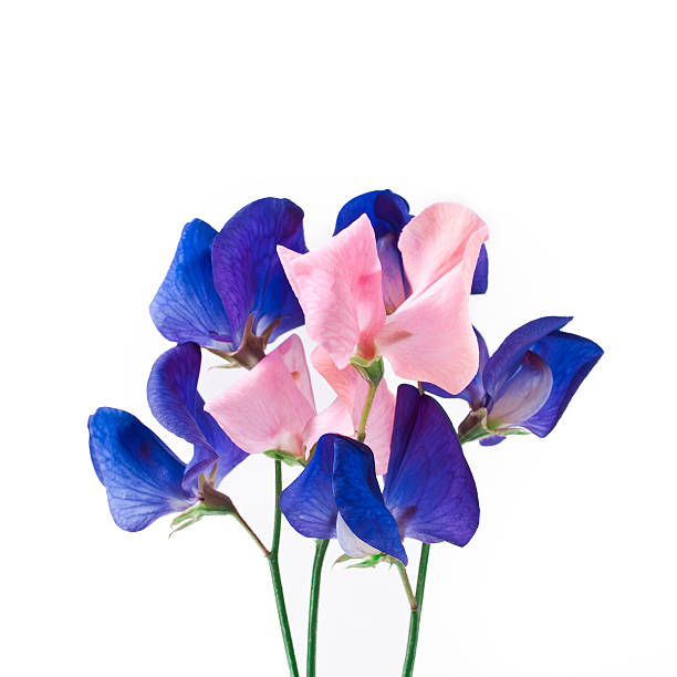 istock Pink and blue sweet pea flowers 599767796