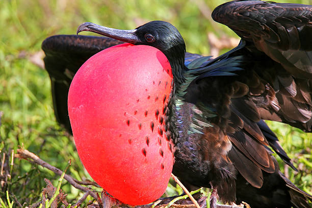 istock Male Great Frigatebird (Fregata minor) displaying 599767826
