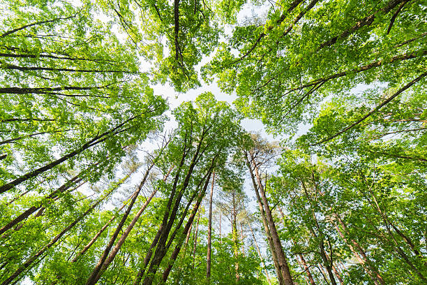 istock Fresh green of the forest 599768146