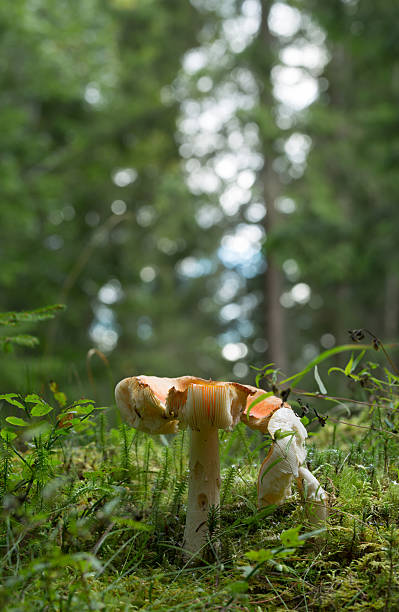 istock Fly agaric, Amanita muscaria growing in mossy environment 599768900