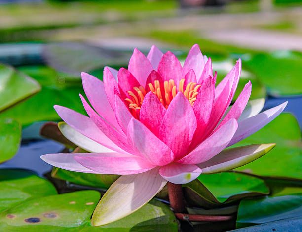 istock beautiful single pink lotus flower blossoming 599769200