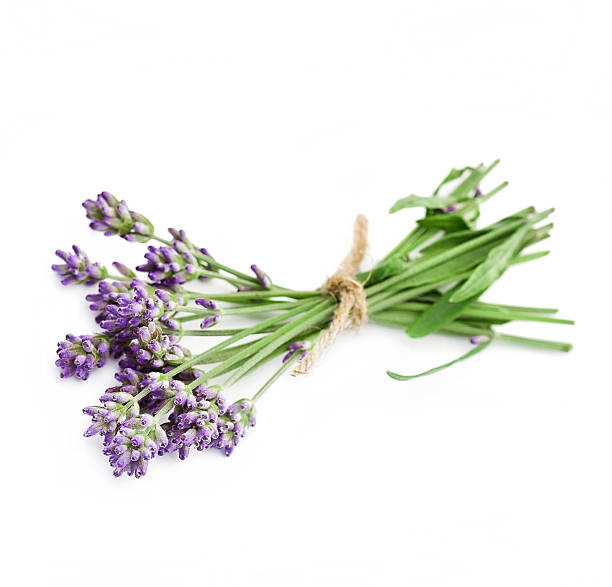 istock Bunch of lavender flowers 599769338