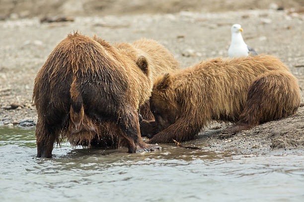 istock Brown bear divides caught fish with cubs. Kurile Lake. 599769774