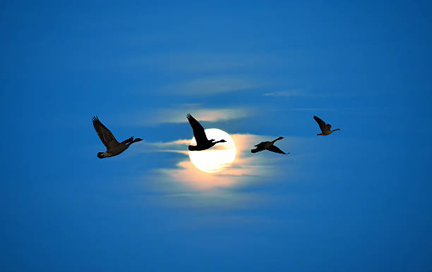 istock Birds flying against blue sky ecology concept 599769962