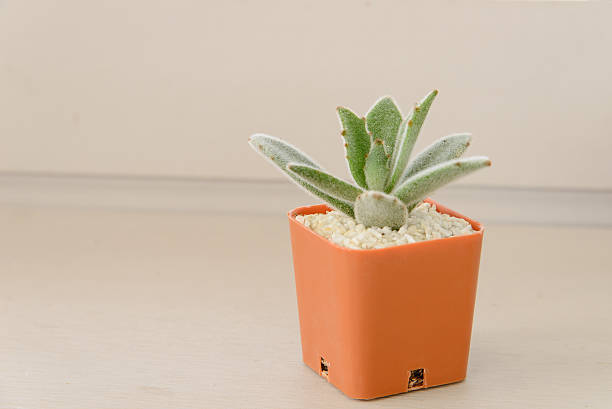 istock Small cactus plant in flowerpot on wooden table 599771340