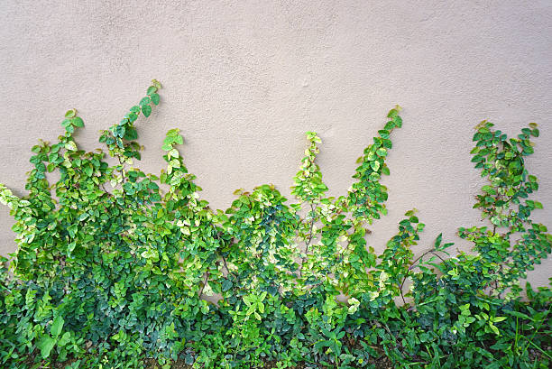 istock creeper plants on the pale pink wall 599771968