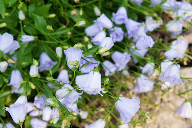 blue campanula cochleariifolia kwiaty elizabeth oliver - campanula zdjęcia i obrazy z banku zdjęć
