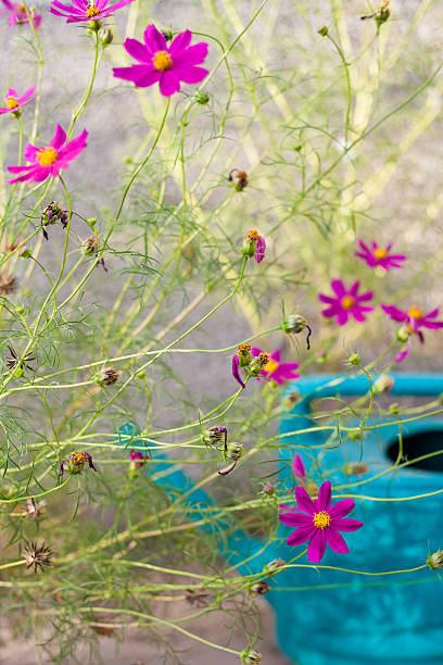 flores en un jardín con lata de agua - foto de stock