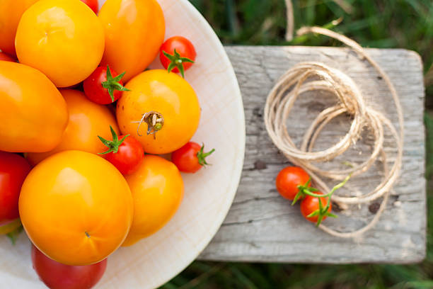 tomates en plato en un jardín - foto de stock
