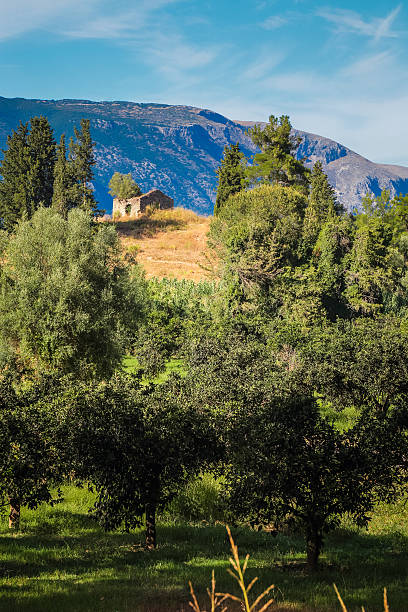 Inland Corfu, Greece, Orchard and olive trees with abandoned old stone house on the hill. Tall mountain and blue sky in background.