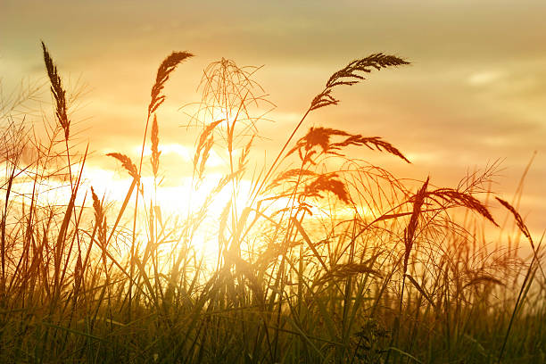 istock Field of grass during sunset for background 599774468