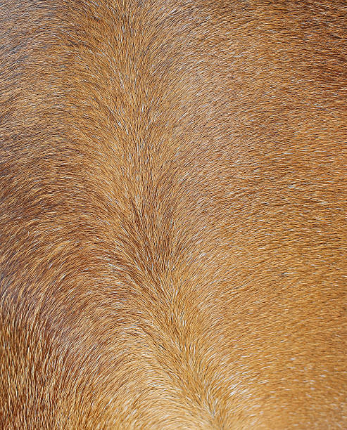istock Brown horse fur background 599774610