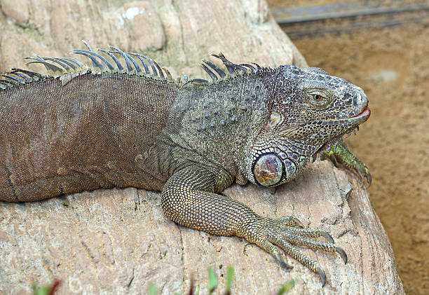 istock Iguana poses for its portrait 599774996