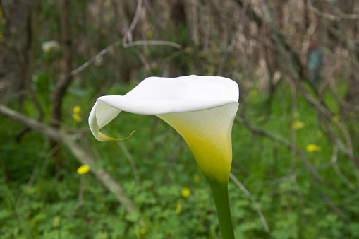 Closeup of wild white calla lily with thick stem and blurred nature background in Western Australia.
