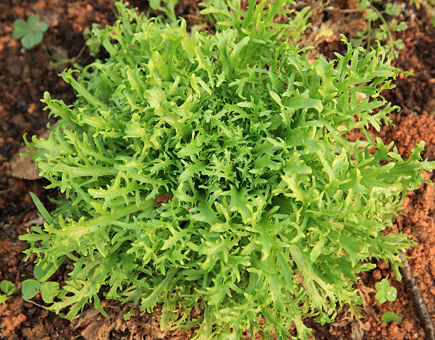 istock green ruccola plants in growth at garden 599775104