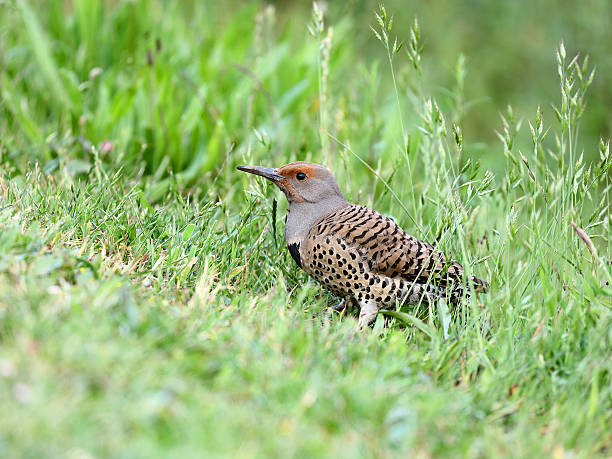 Female Northern Flicker (Colaptes auratus) bird digs an ants.