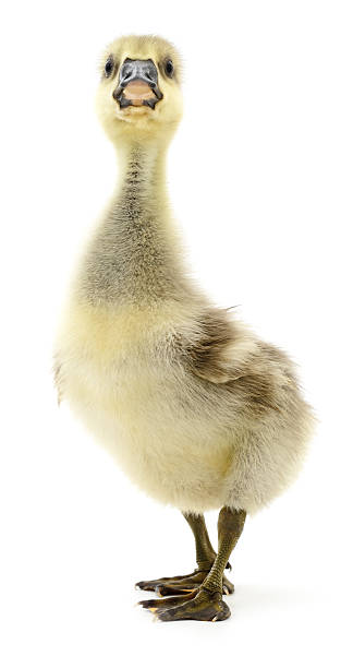 istock Little gosling isolated. 599775540