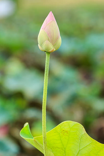 istock Beautiful pink lotus flower isolated on white. Saved with clippi 599776076