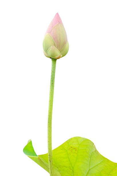 istock Beautiful pink lotus flower isolated on white. Saved with clippi 599776092
