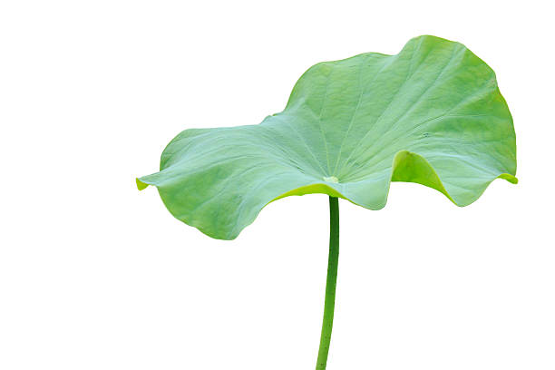 big green lotus leaf isolated on white - lotus leaf imagens e fotografias de stock