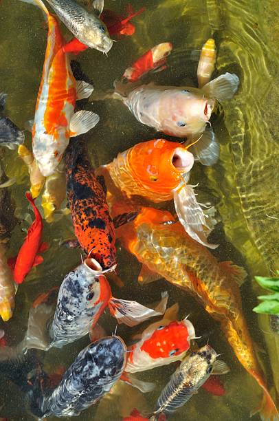 istock Koi carps in pond 599776266