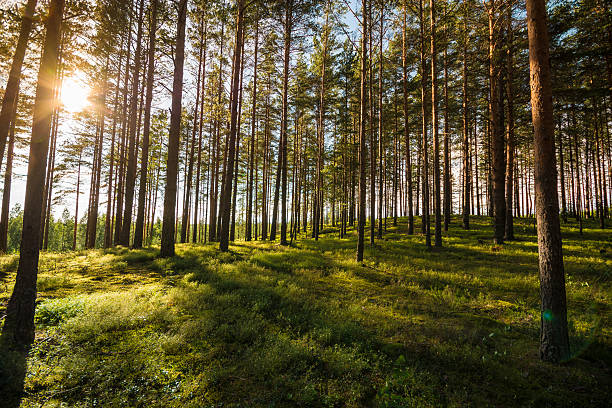 istock Beautiful green forest. Summer landscape. 599777816