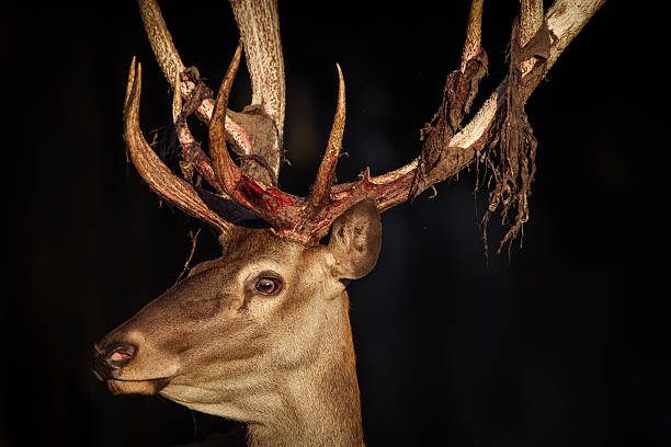 istock Close-up of a Red deer 599777954