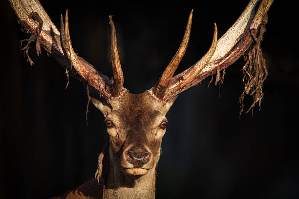 istock Close-up of a Red deer 599778012