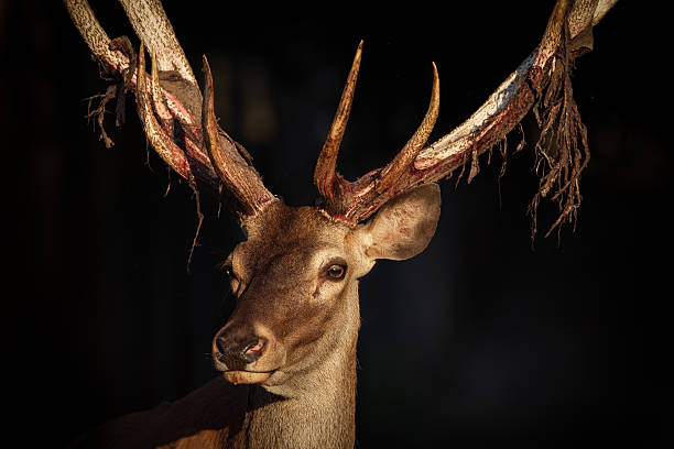 istock Close-up of a Red deer 599778068