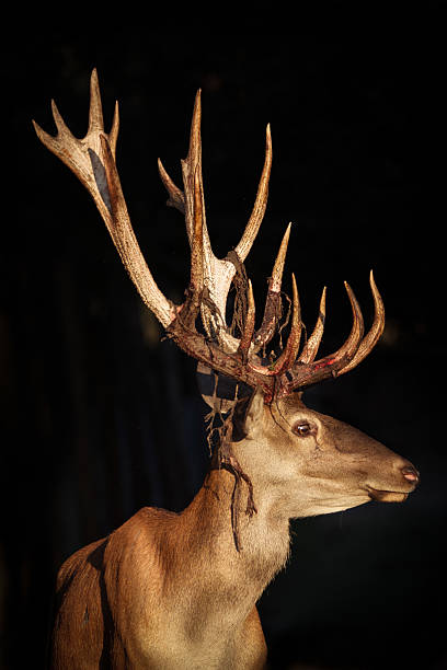 istock Close-up of a Red deer 599778164