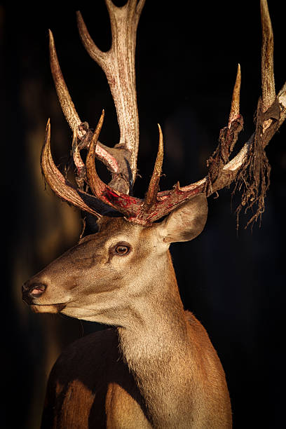 istock Close-up of a Red deer 599778230