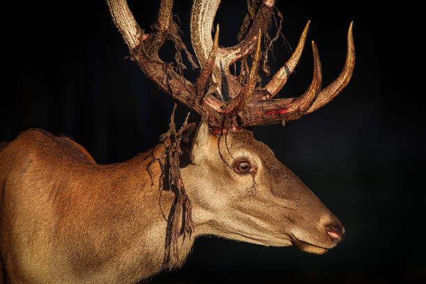 istock Close-up of a Red deer 599778294