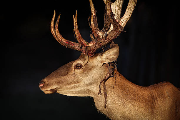 istock Close-up of a Red deer 599778354