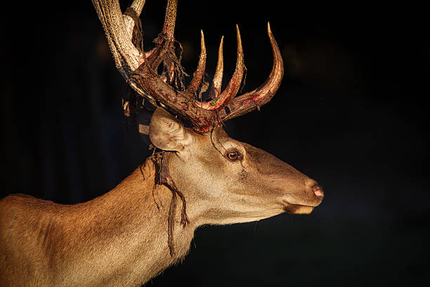 istock Close-up of a Red deer 599778426