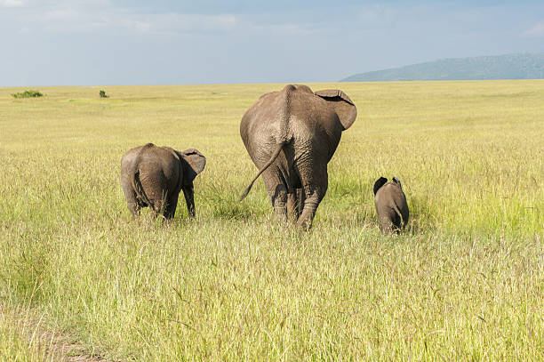rodzina afrykańskich słoni z cielęciem na sawannie, kenia - safari animals elephant rear end animal nose zdjęcia i obrazy z banku zdjęć