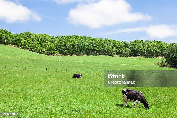 ミク牛 - 放牧場のストックフォトや画像を多数ご用意 - 放牧場, 牧畜場, 北海道