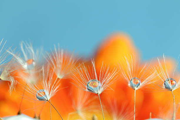 istock flowers and water drops 599782208