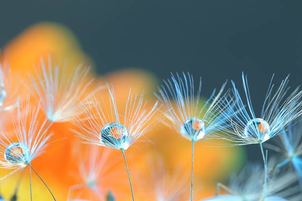 istock flowers and water drops 599782278