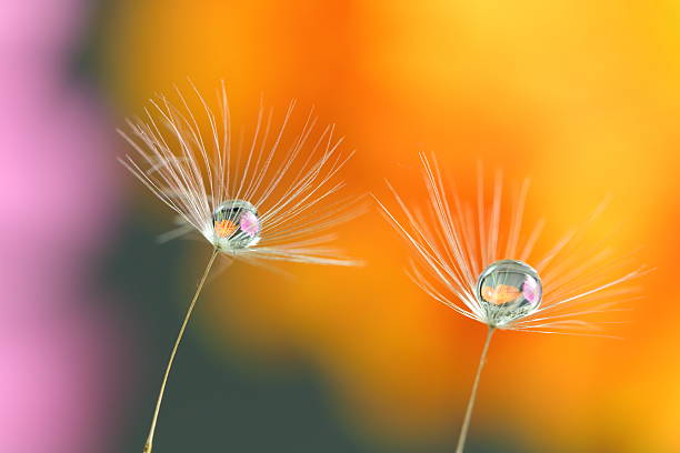 istock flowers and water drops 599783006