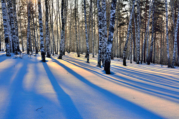 istock Winter Sunset in birch grove. 599783822