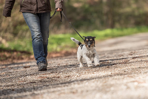 istock woman walks with a dog on a leash 599784084