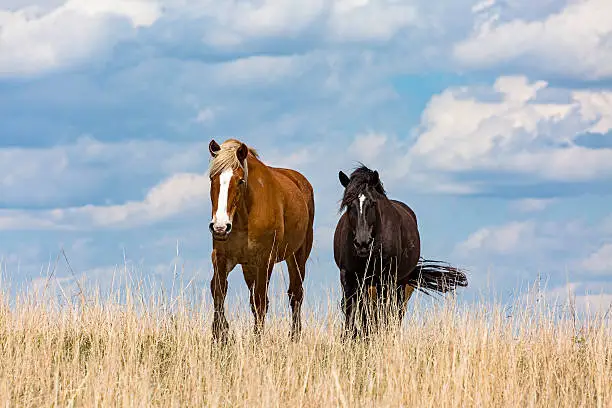Photo of Follow the leader – two horses in a paddock