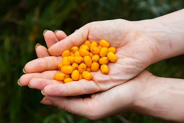istock Hands holding ripe sea-buckthorn berries 599785252