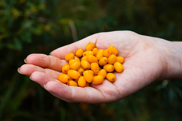 istock Hands holding ripe sea-buckthorn berries 599785394