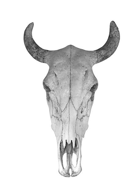 istock Skull of cow isolated on white background, black and white 599788208