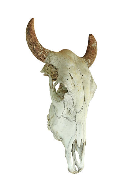istock Skull of cow isolated on white background 599788240