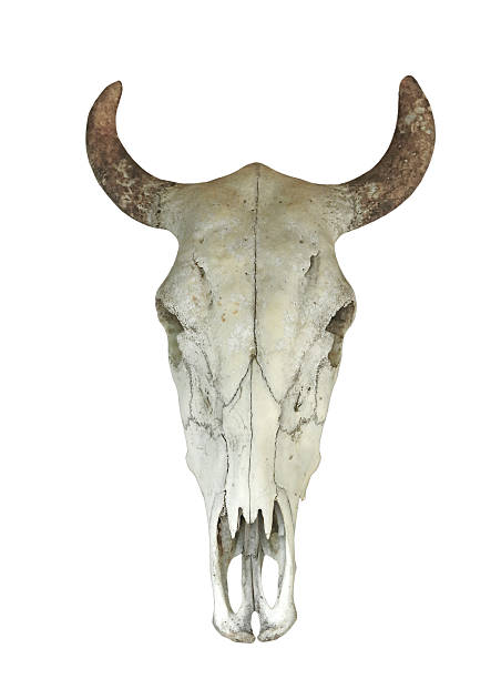 istock Skull of cow isolated on white background 599788274