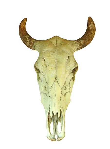 istock Skull of cow isolated on white background 599788296